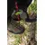EDELRID FOOT CRUISER
